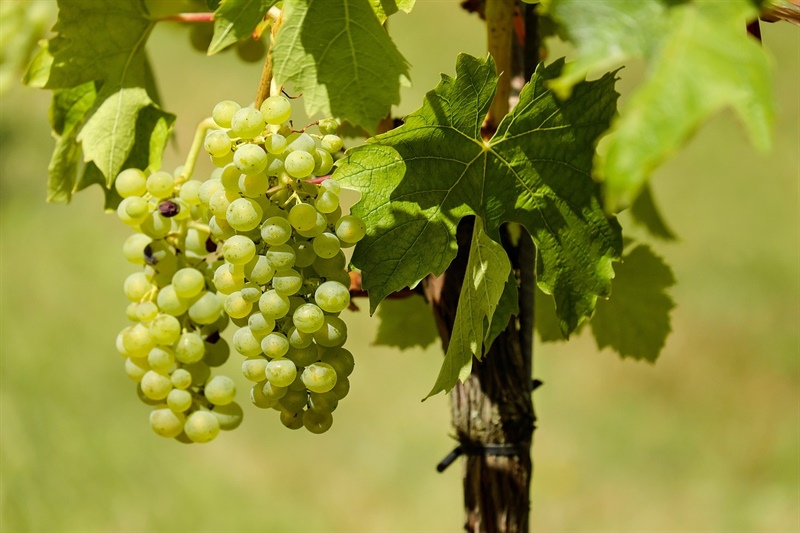 Agricoltura, incontro con l'assessore Barbagallo: focus sulla crisi del Vino.  “Gettate le basi per un dialogo costruttivo”